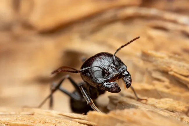 Wie bekämpft man Ameisen in Gartenfliesen?