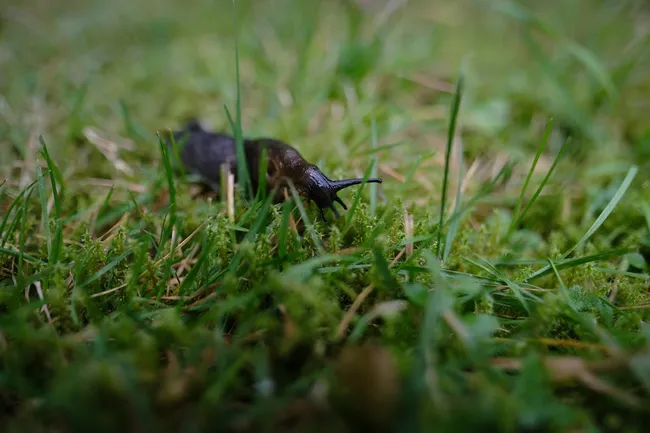 Wie werde ich Nacktschnecken im Garten los - ohne Gift?