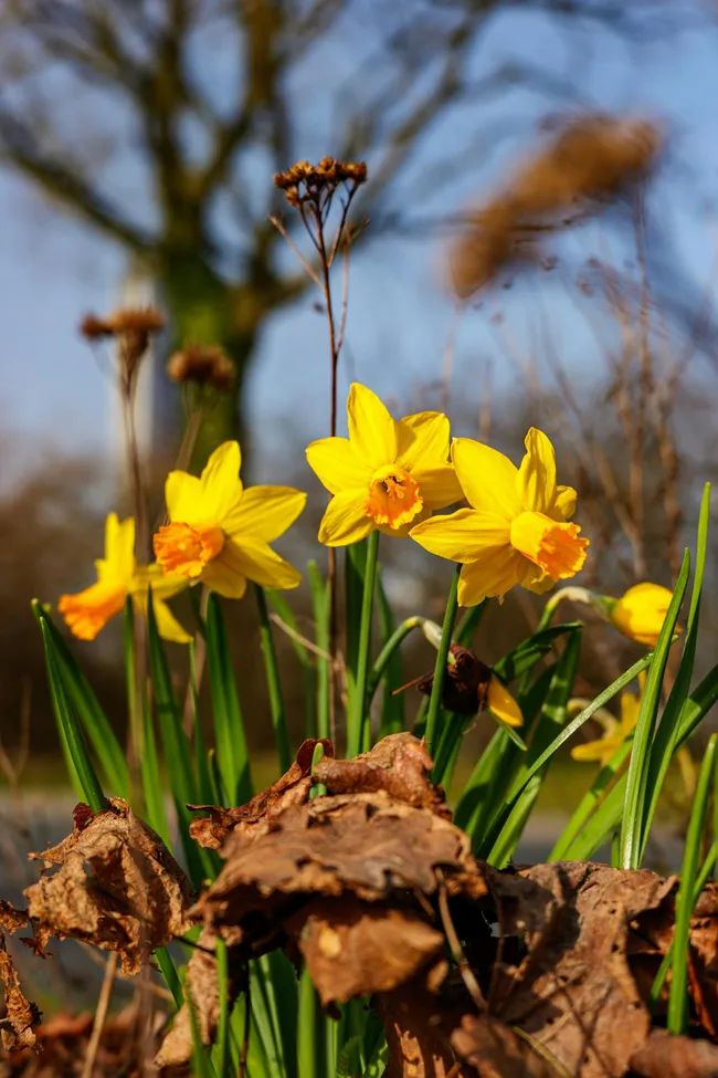 Pflegeleichter Garten — 7 Pflanzenwahlen