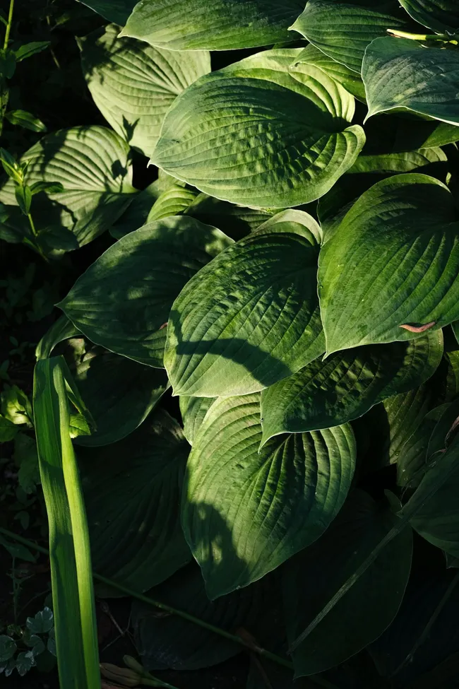 Was tun mit einem Garten ohne Sonne?